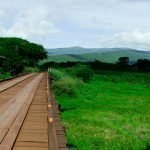 Biodiversidade, a natureza viva