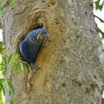 O manduvi e a preservação da arara-azul no Pantanal