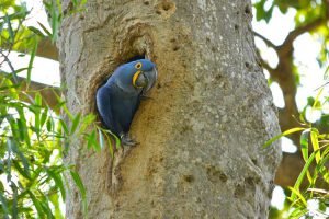 O manduvi e a preservação da arara-azul no Pantanal