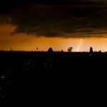 A luz nos cupinzeiros de Costa Rica