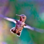 Beija-flor, a ave das Américas