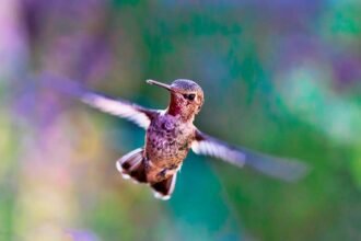 Beija-flor voando