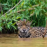 A verdade sobre a onça-pintada do Pantanal