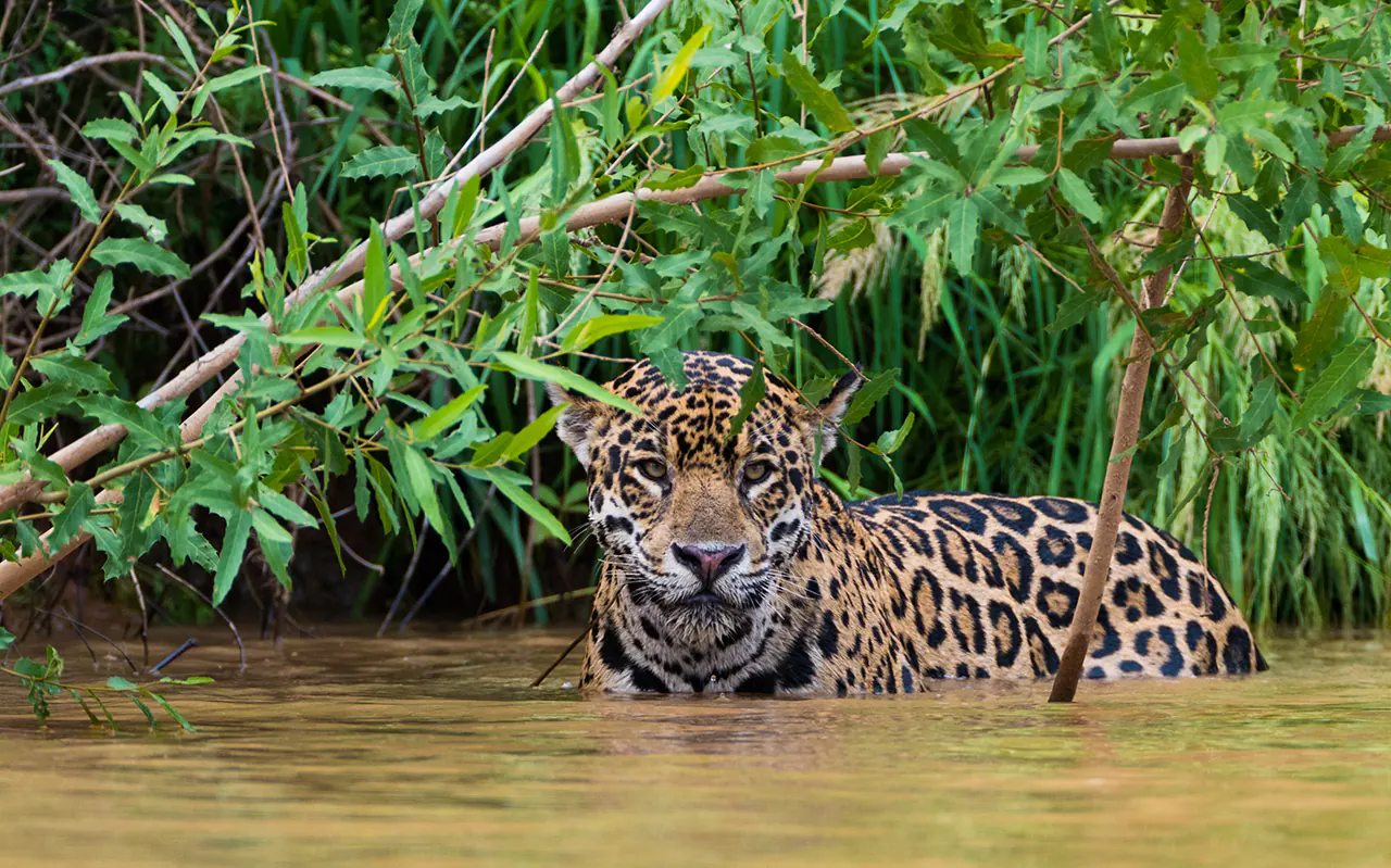 A verdade sobre a onça-pintada do Pantanal - Aquele Mato