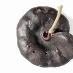 Tem orelha-de-macaco entre as plantas do Cerrado