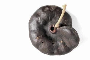 Tem orelha-de-macaco entre as plantas do Cerrado