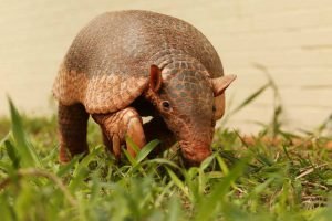 Mãe Tatu-Canastra: conheça a engenharia e as curiosidades desse gigante do Pantanal