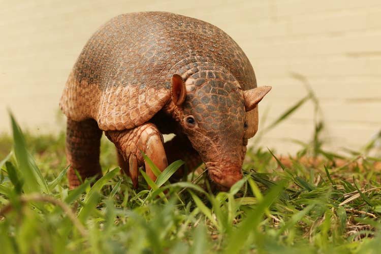 Mãe Tatu-Canastra: conheça a engenharia e as curiosidades desse gigante do Pantanal