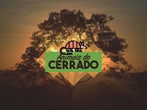 10 animais típicos do Cerrado
