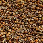 Descubra a bocaiuva, o “chiclete de pobre”