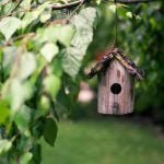 Dicas para atrair pássaros para sua casa