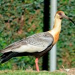 Conheça a curicaca, o despertador do Pantanal