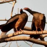 Canto do aracuã domina a paisagem do Pantanal