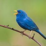 Campainha-azul, pássaro do Cerrado