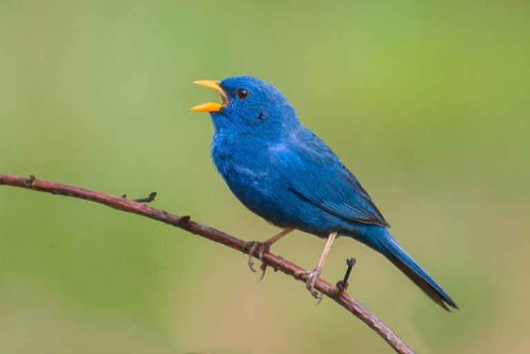 Campainha-azul, pássaro do Cerrado