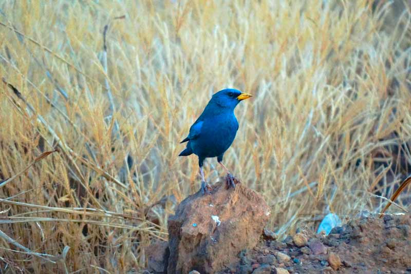 Campainha-azul, pássaro do Cerrado - Aquele Mato