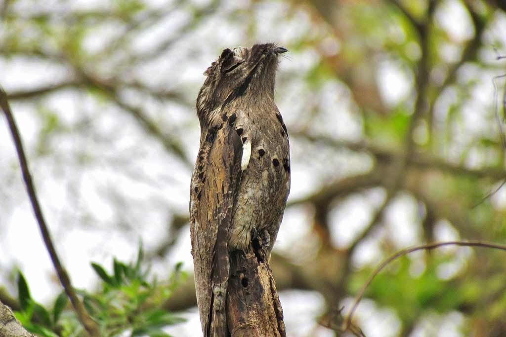 Urutau, conhecido como mãe-da-lua