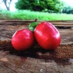 Frutas: a seriguela em Mato Grosso do Sul