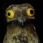 Urutau, pássaro mãe-da-lua