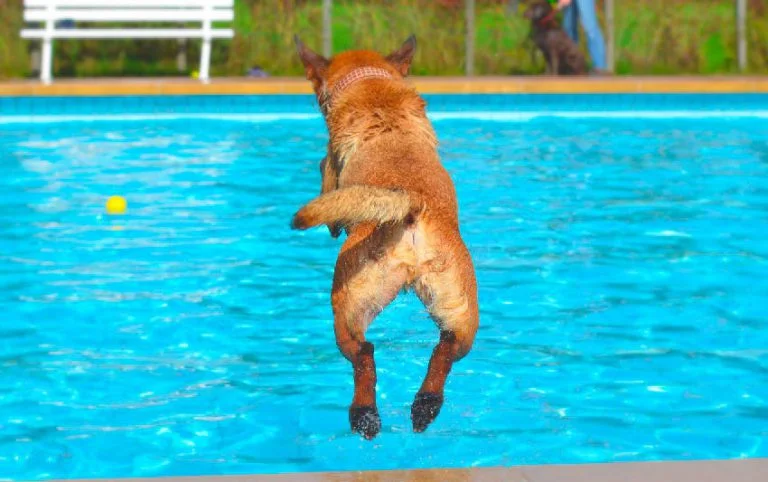 Esvaziar ou limpar a água da piscina?