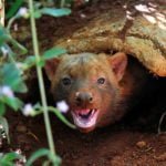 Cachorro-vinagre: o raro cão do mato do Cerrado