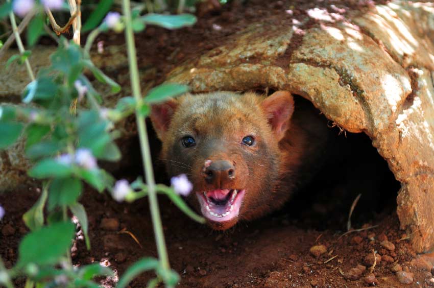 Cachorro-vinagre: o raro cão do mato do Cerrado