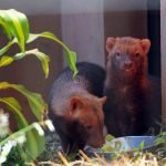 Filhote de cachorro-vinagre é resgatado em MS e chega ao CRAS após mais de 20 anos sem registro da espécie