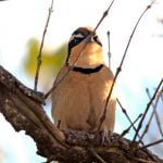 Nossa pequena ave, o meia-lua-do-cerrado