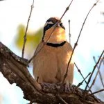 Meia-lua-do-cerrado (Melanopareia torquata): conheça a joia escondida do Cerrado brasileiro