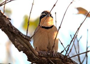 Meia-lua-do-cerrado (Melanopareia torquata): conheça a joia escondida do Cerrado brasileiro