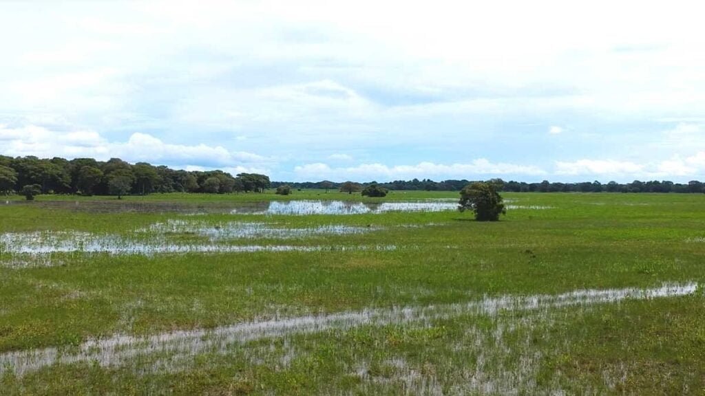 Pantanal na ONU: painel na Alemanha apresenta soluções de manejo do fogo