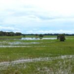 Pantanal na ONU: painel na Alemanha apresenta soluções de manejo do fogo