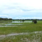 Pantanal na ONU: painel na Alemanha apresenta soluções de manejo do fogo