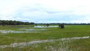 Pantanal na ONU: painel na Alemanha apresenta soluções de manejo do fogo