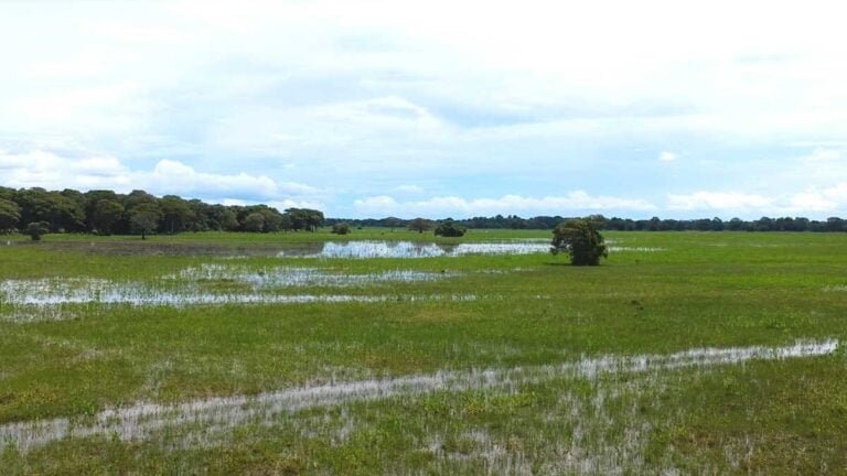 Pantanal na ONU: painel na Alemanha apresenta soluções de manejo do fogo