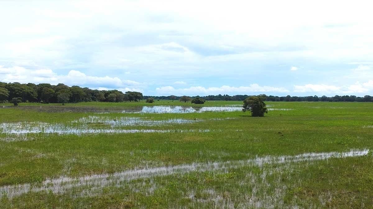 Pantanal na ONU: painel na Alemanha apresenta soluções de manejo do fogo