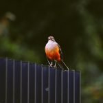 Sabiá-laranjeira – o canto da cidade