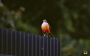 Sabiá-laranjeira – o canto da cidade