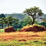 Desmatamento do Cerrado é preocupação em Londres