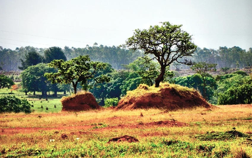 Desmatamento no Cerrado de Mato Grosso do Sul cai 23,3% em um ano, aponta o Prodes