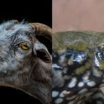 Sapo-bode gera confusão – É sapo ou é bode?