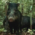 Conheça a queixada, porco selvagem do Pantanal