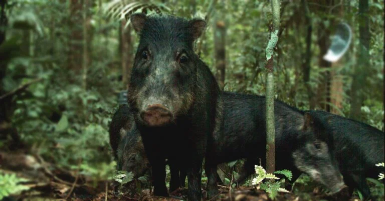 Conheça a queixada, porco selvagem do Pantanal