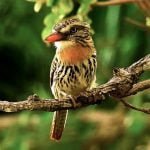 Ave do Pantanal: rapazinho-do-chaco