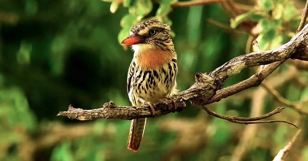 Ave do Pantanal: rapazinho-do-chaco - Aquele Mato