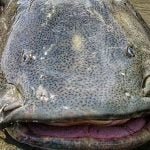 Jaú! Conheça o maior peixe do Pantanal