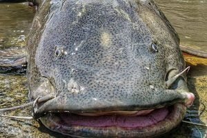 Jaú: conheça o gigante silencioso que habita as profundezas do Pantanal