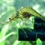 Tem camarão de água doce no Pantanal?