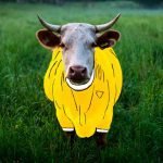 Mato Grosso do Sul tem mais gado que gente