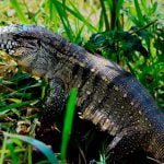 Lagarto teiú, maior lagarto da América do Sul